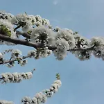 El Hilo Rojo 度假居 *