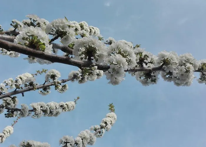 El Hilo Rojo 度假居 *
